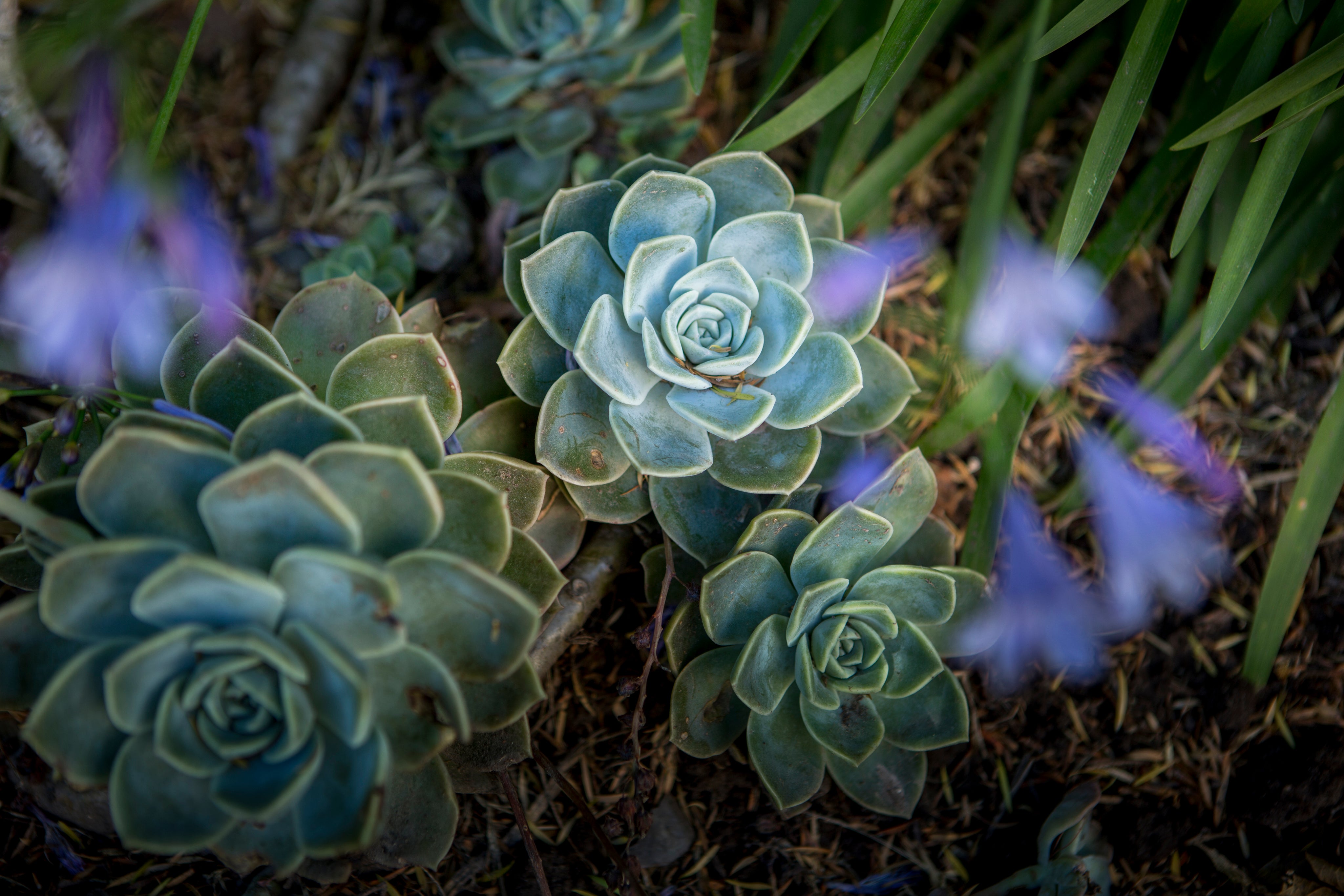 Garden Essentials for Every Green Thumb